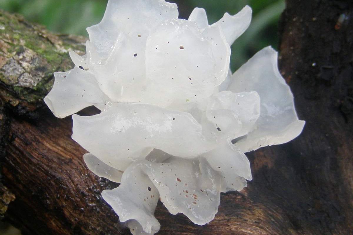 Экстракт снежного гриба в косметике: как он работает и улучшает кожу