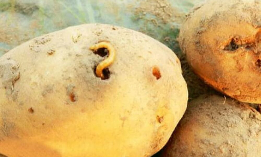 Причины дырок в картофеле: полезные советы для хозяйки