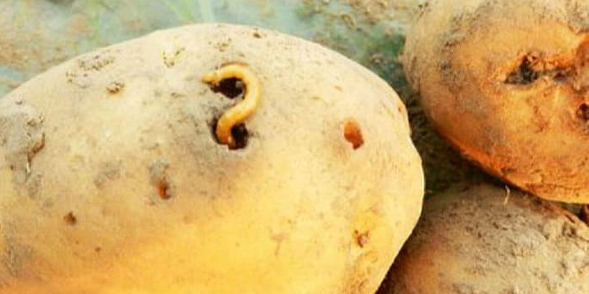 Причины дырок в картофеле: полезные советы для хозяйки