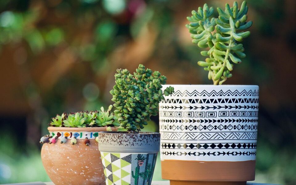 Спасаем суккуленты: простые советы для начинающих садоводов