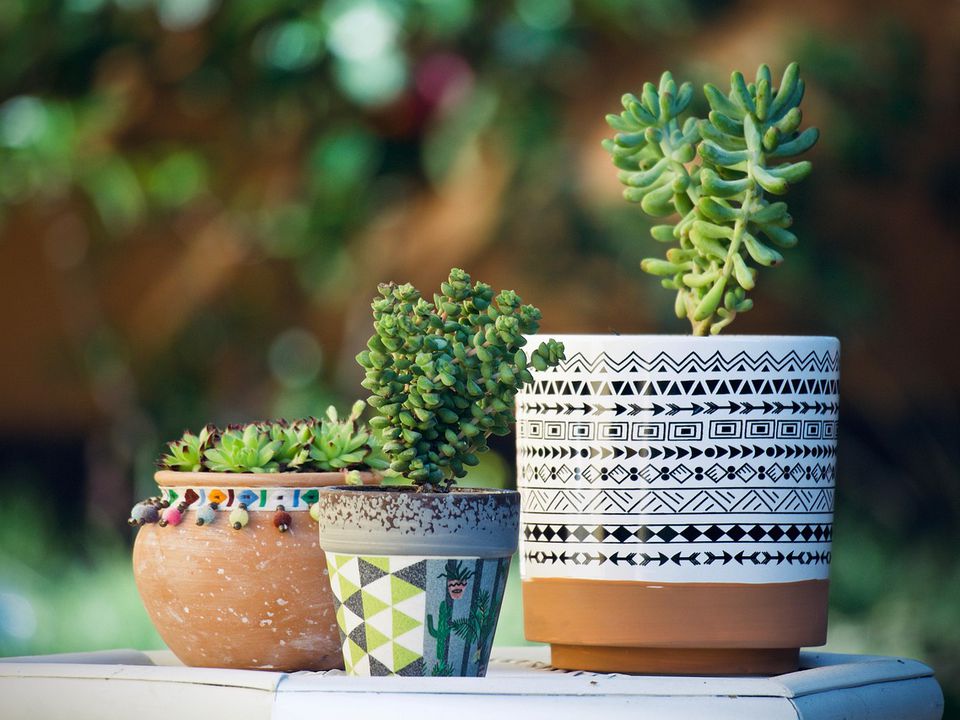 Спасаем суккуленты: простые советы для начинающих садоводов