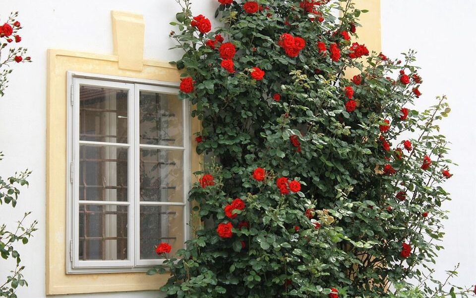 Весенний уход за плетистыми розами: советы и секреты для пышного цветения