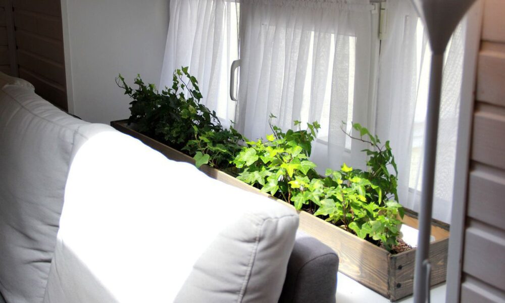 Комнатные растения дома: польза или вред для здоровья?