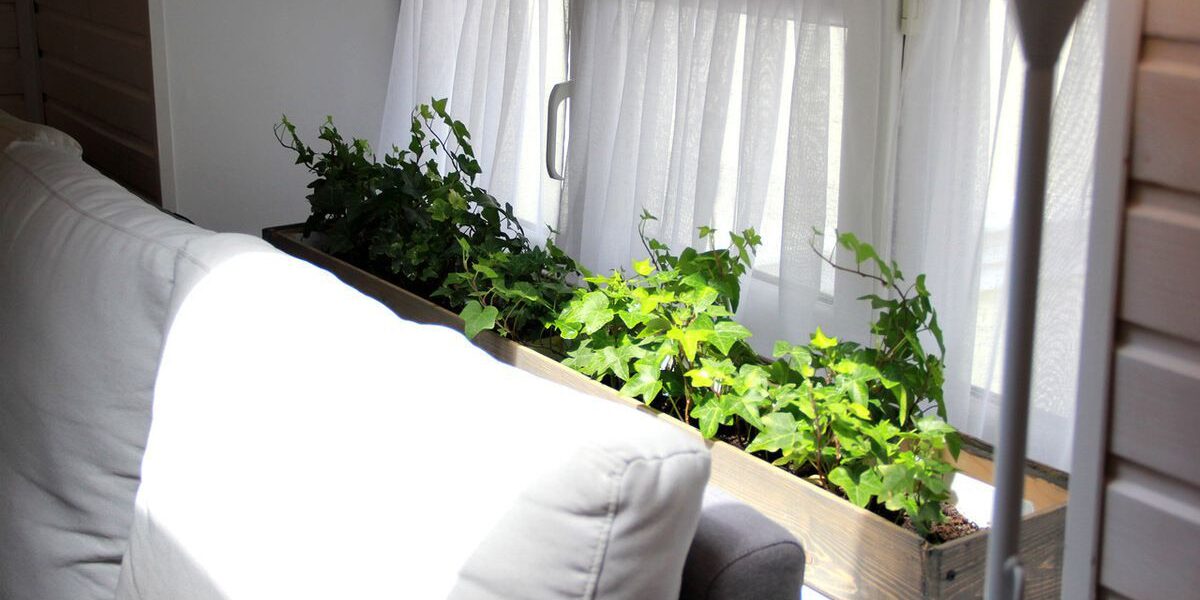 Комнатные растения дома: польза или вред для здоровья?