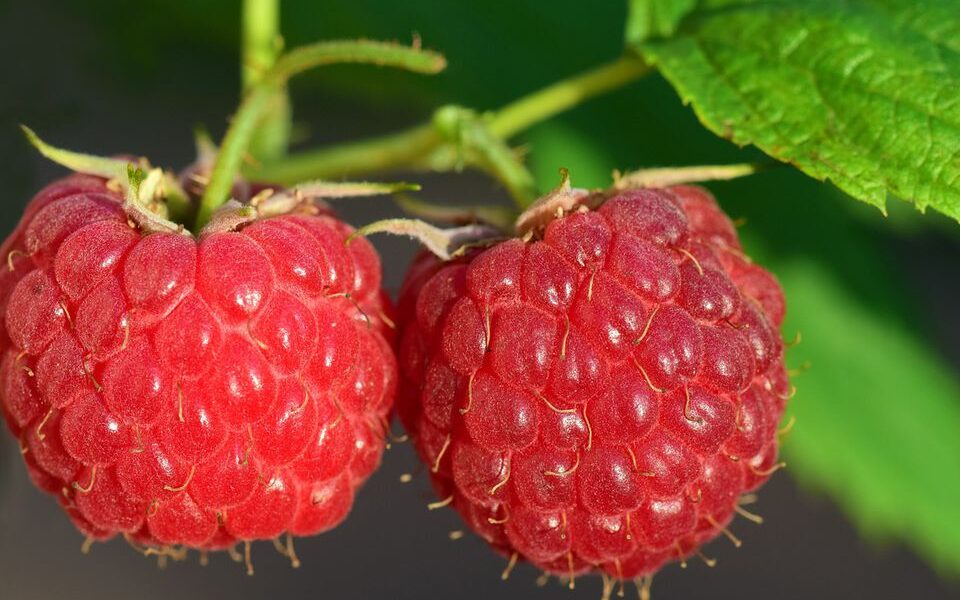 Как подкормить малину в июле для богатого урожая: советы хозяйкам