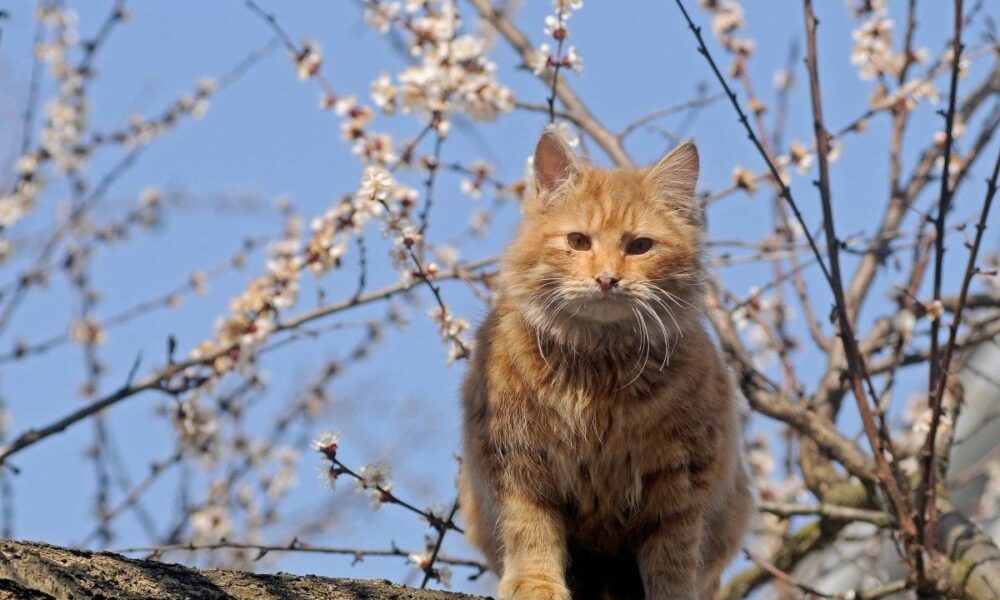 Как кошка чувствует негативную энергию в доме: признаки и что делать