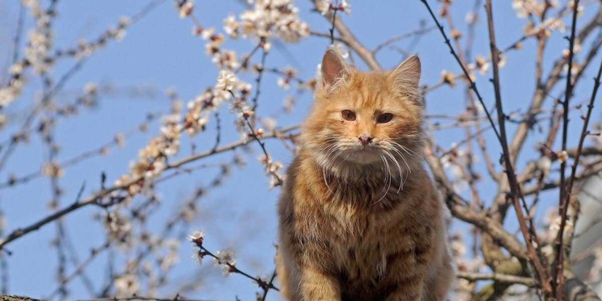 Как кошка чувствует негативную энергию в доме: признаки и что делать