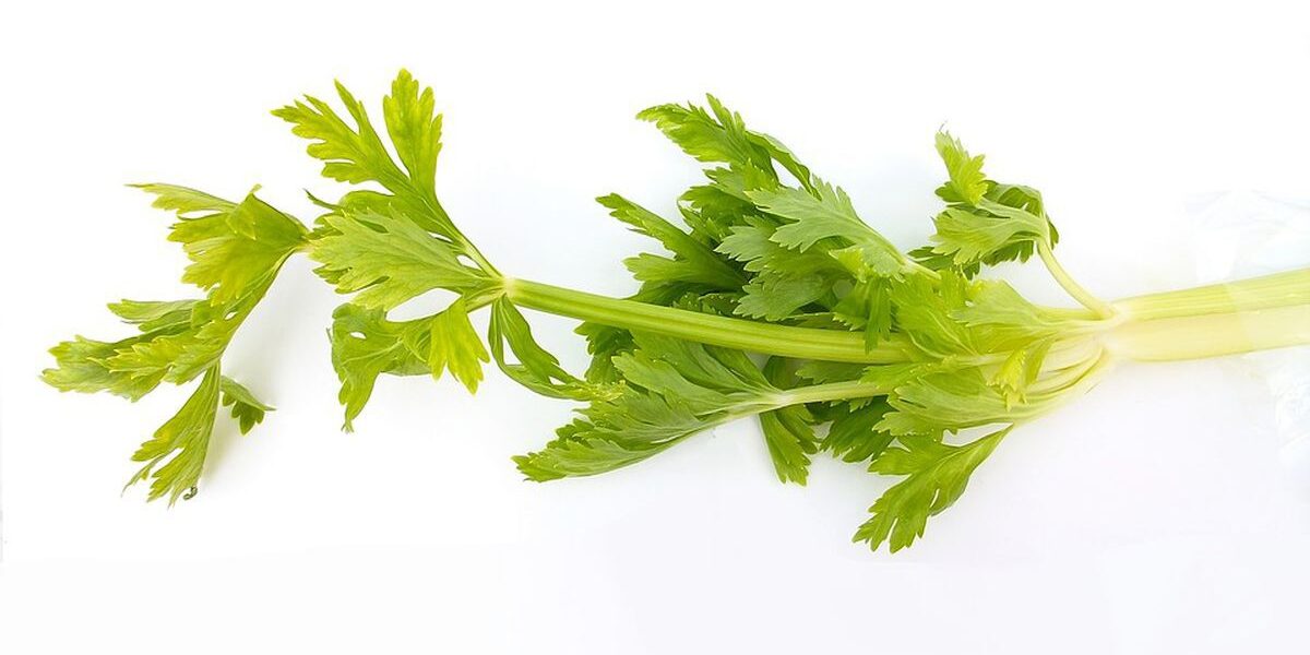 Полезные способы использования листьев сельдерея и советы по их хранению