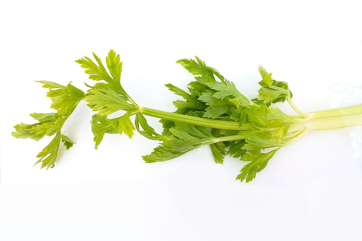 Полезные способы использования листьев сельдерея и советы по их хранению