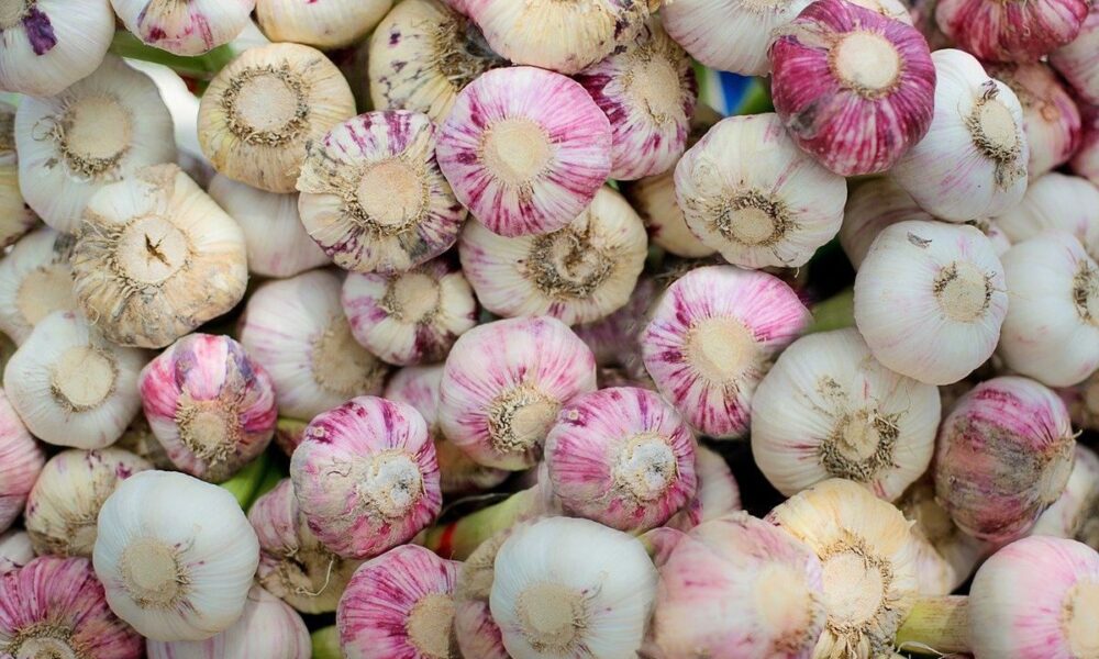 Можно ли сажать озимый чеснок весной: советы и урожай