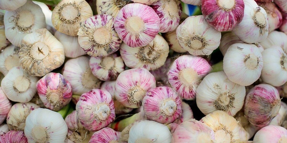 Можно ли сажать озимый чеснок весной: советы и урожай