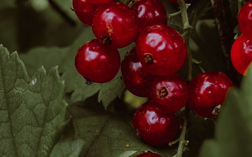 Как правильно поливать смородину, чтобы ягоды были крупными: советы садоводам