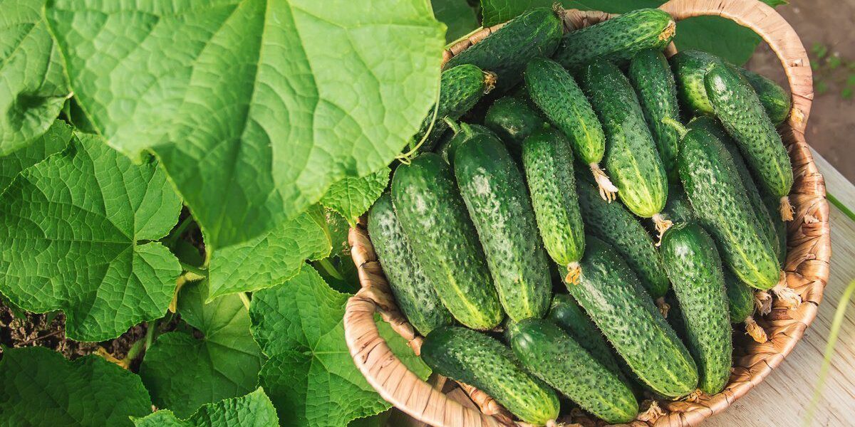 Секреты богатого урожая огурцов: советы для начинающих и опытных хозяек