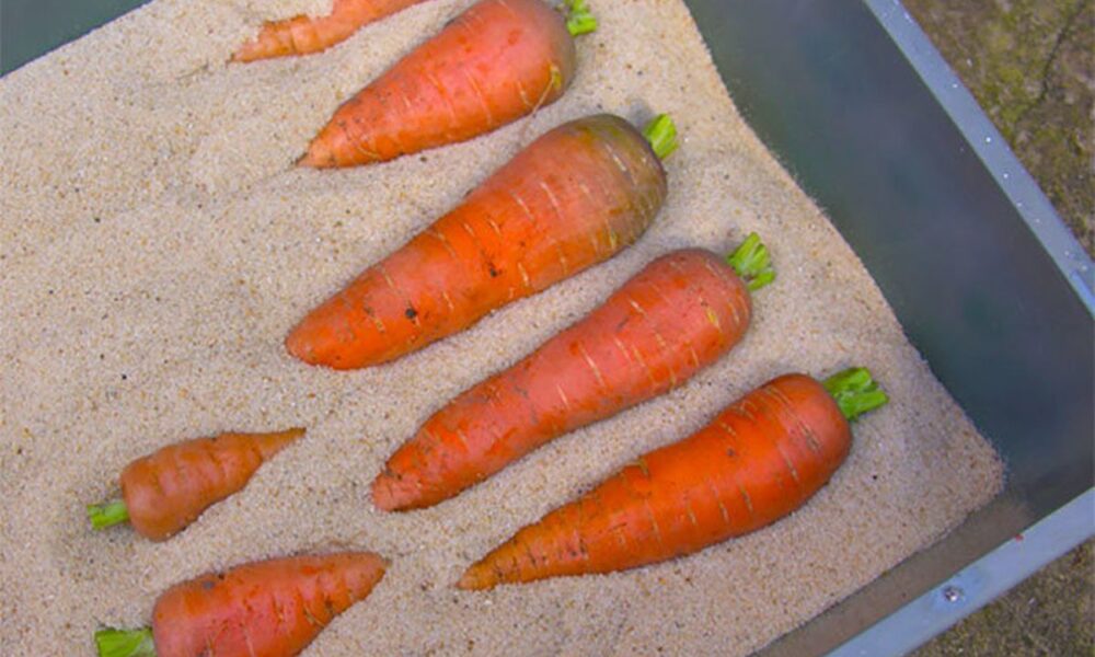 Как сохранить овощи свежими зимой: советы хозяйкам