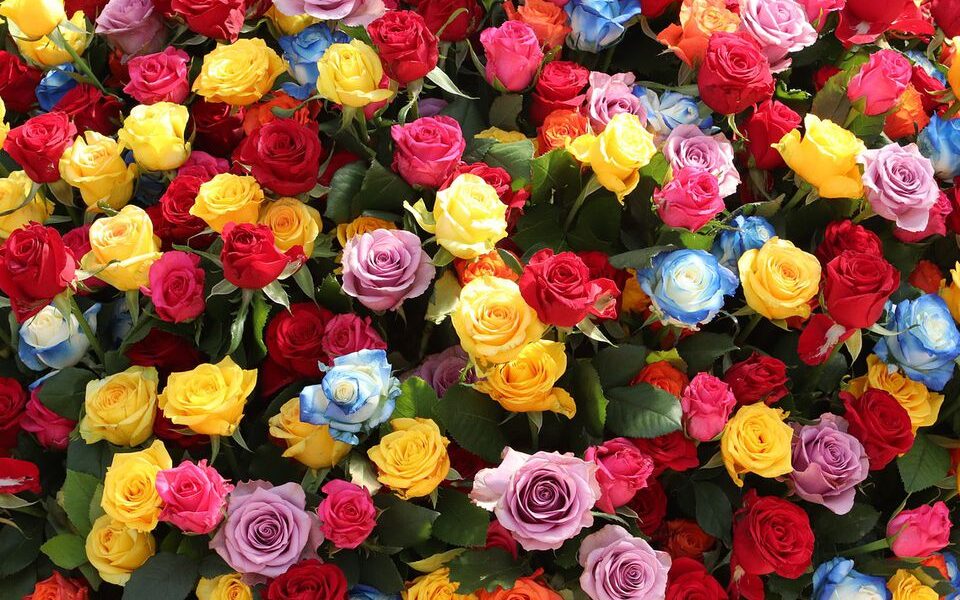 Как создать розарий экономно: Простой метод живцевания на зиму