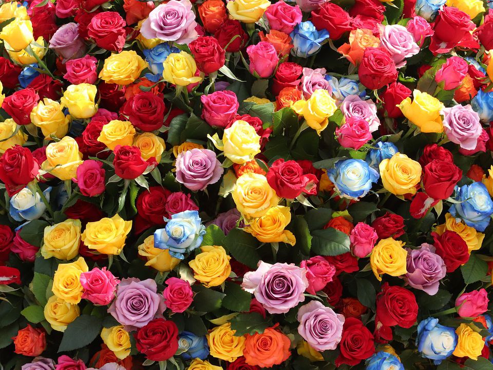 Как создать розарий экономно: Простой метод живцевания на зиму