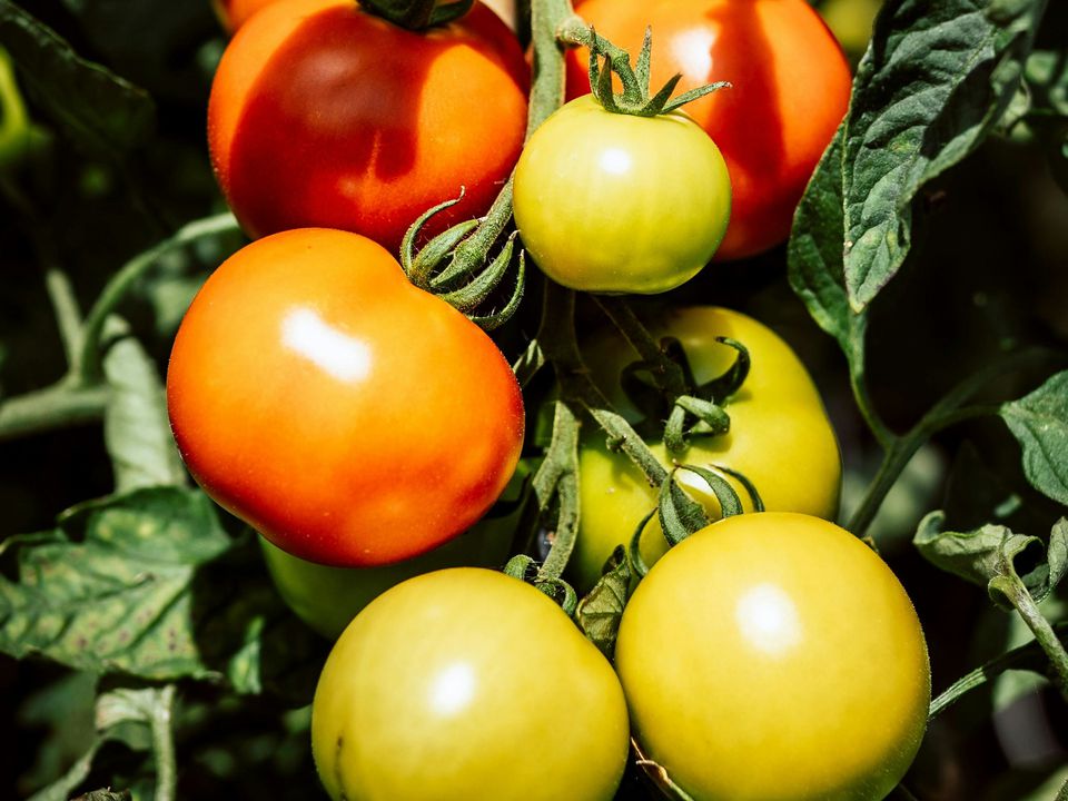 Хитрость с зубочисткой для богатого урожая помидоров: простой секрет от опытных огородников