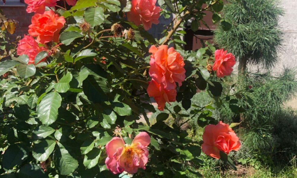 Секрет пышного цветения: как подготовить розы к зиме без укрытия