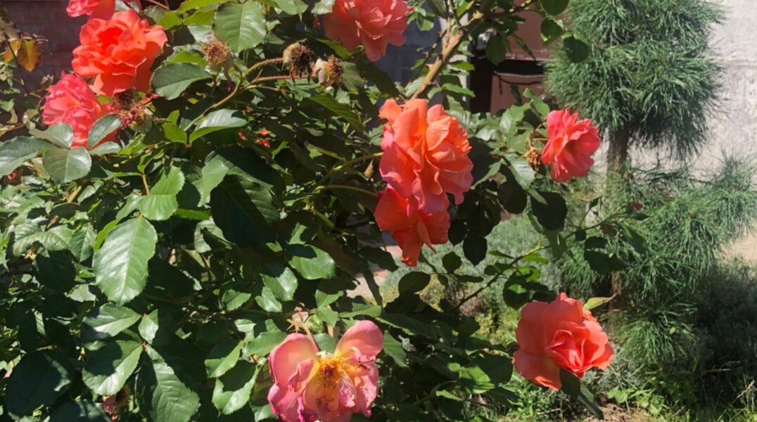 Секрет пышного цветения: как подготовить розы к зиме без укрытия
