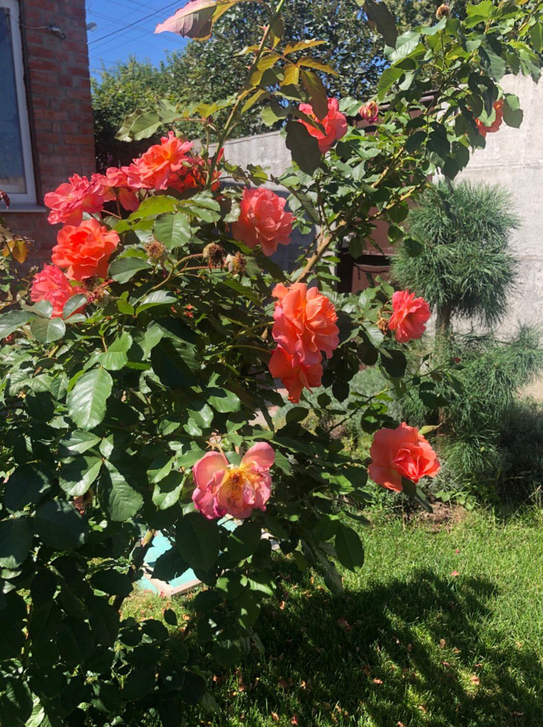 Секрет пышного цветения: как подготовить розы к зиме без укрытия