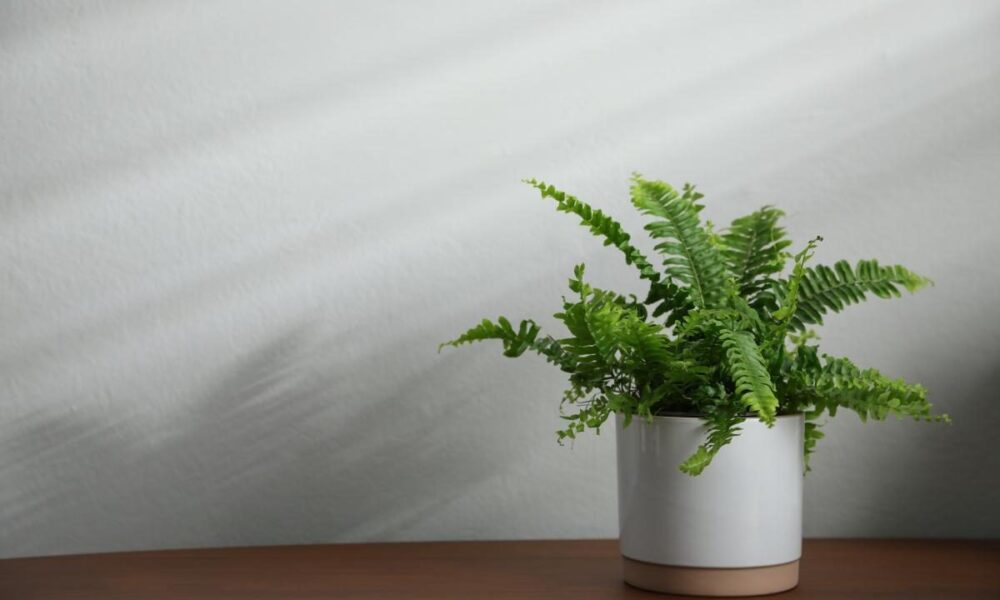 Папоротник дома: почему стоит подумать дважды, прежде чем его заводить