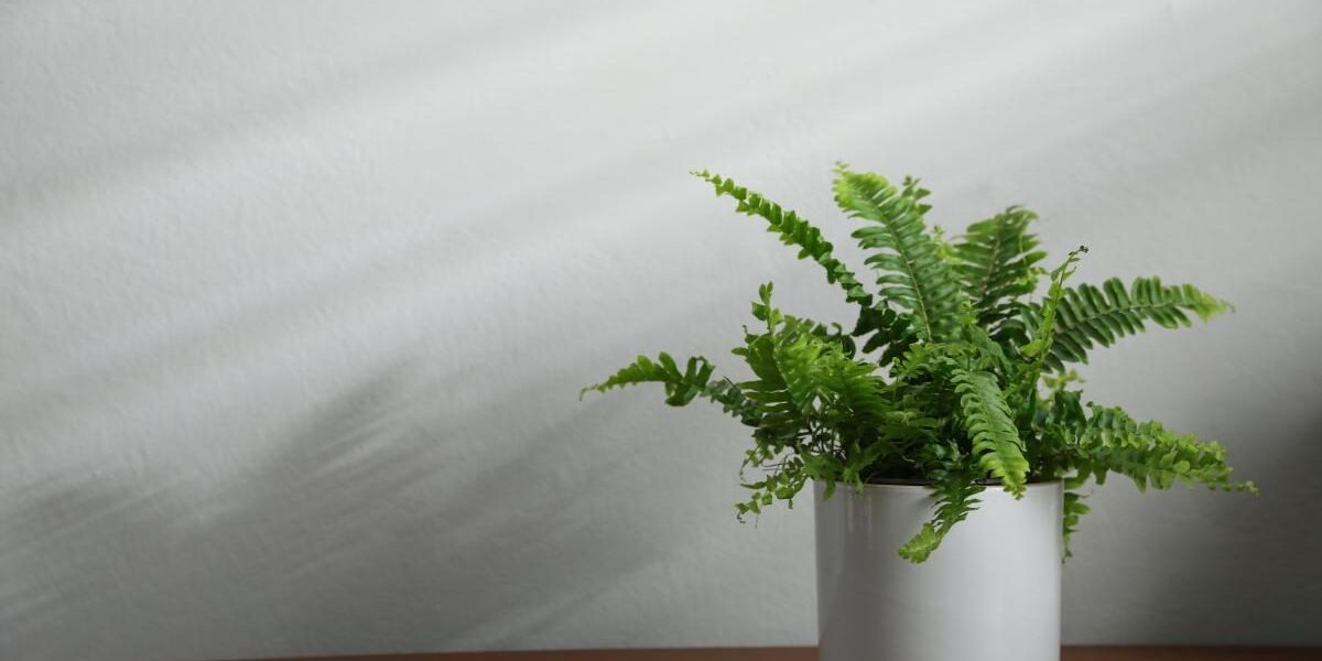 Папоротник дома: почему стоит подумать дважды, прежде чем его заводить