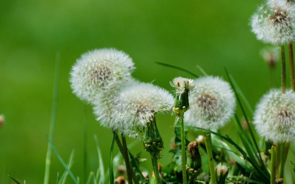 Как избавиться от одуванчиков на участке: советы хозяйкам