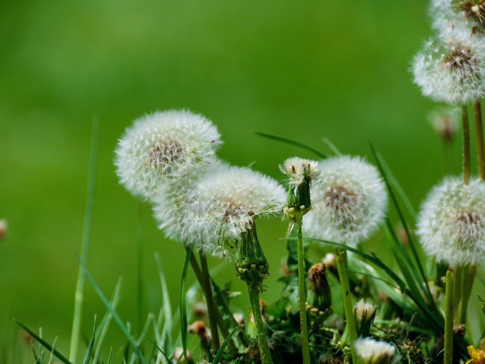 Как избавиться от одуванчиков на участке: советы хозяйкам
