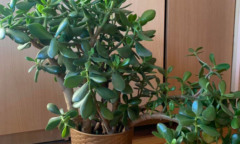 Как пересадить денежное дерево: пошаговая инструкция для начинающих