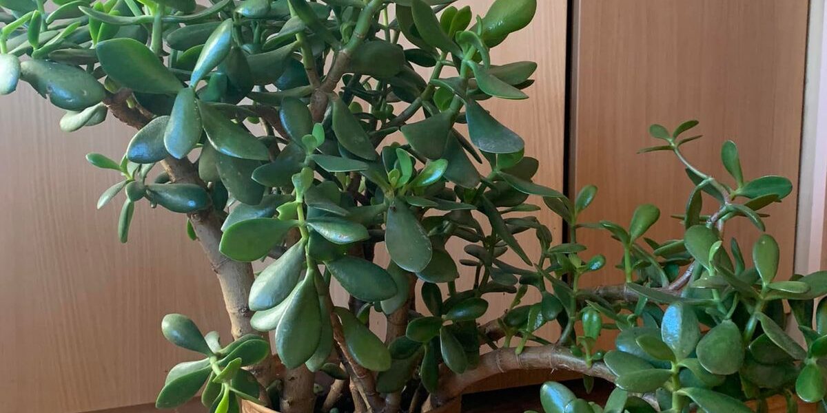 Как пересадить денежное дерево: пошаговая инструкция для начинающих