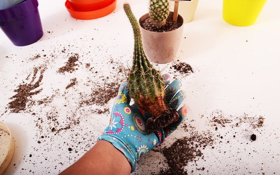 Пересадка комнатных растений: главные ошибки и советы для успеха