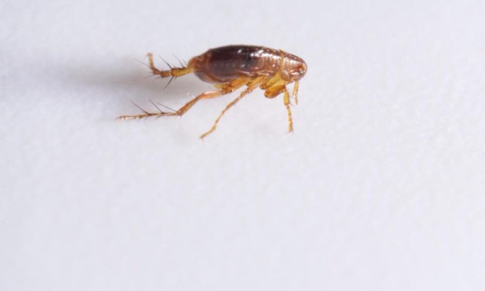 Как избавиться от блох в доме: эффективные советы для хозяек