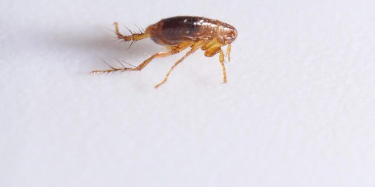 Как избавиться от блох в доме: эффективные советы для хозяек