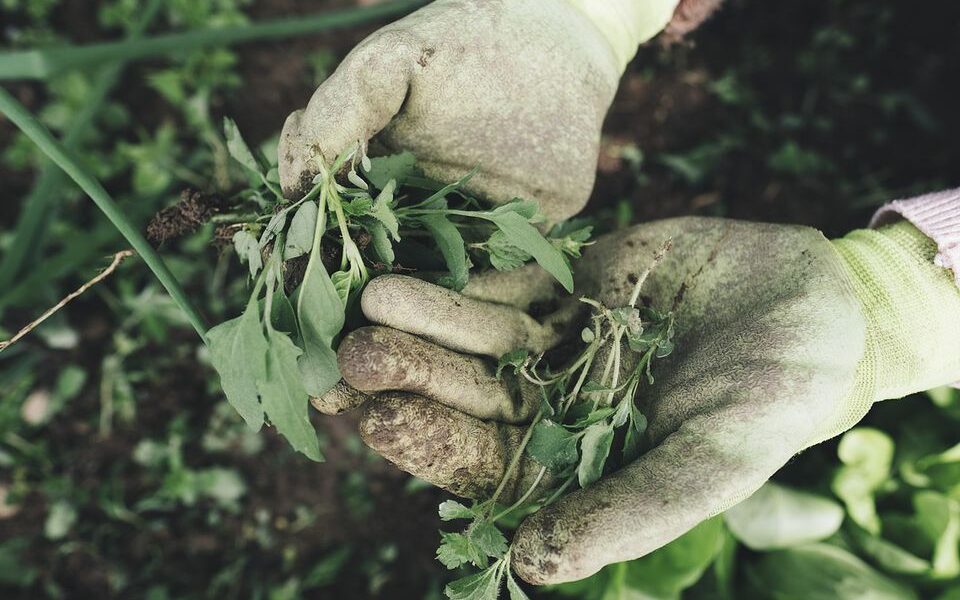 Как избавиться от сорняков на дорожках в саду: простые способы на все лето