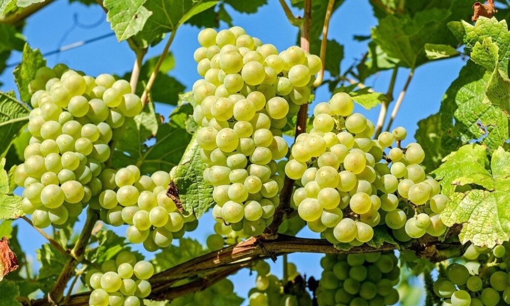 Чем подкормить виноград весной для богатого урожая: советы хозяйкам