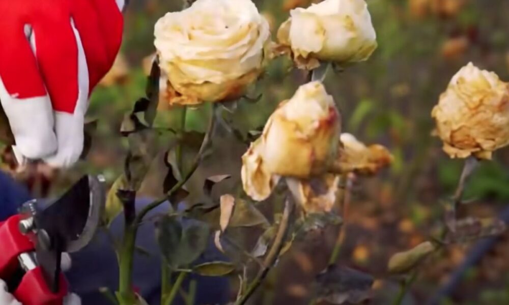 Как правильно обрезать и укрыть розы на зиму: советы для начинающих садоводов