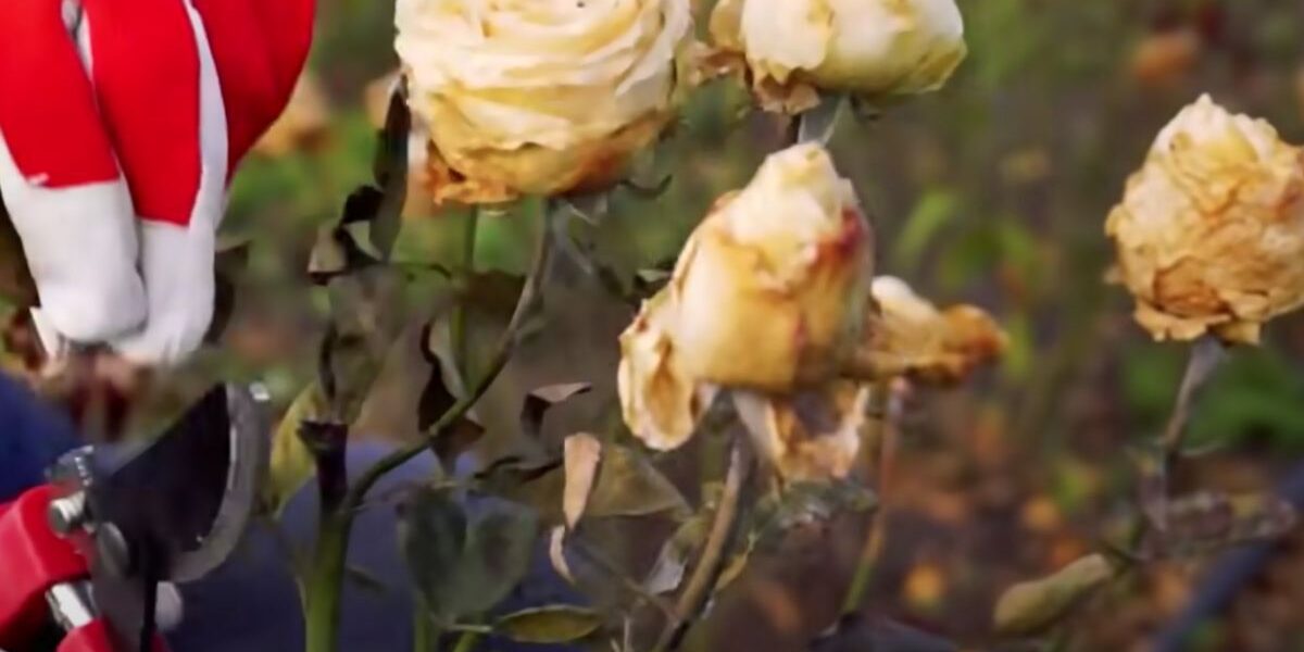 Как правильно обрезать и укрыть розы на зиму: советы для начинающих садоводов