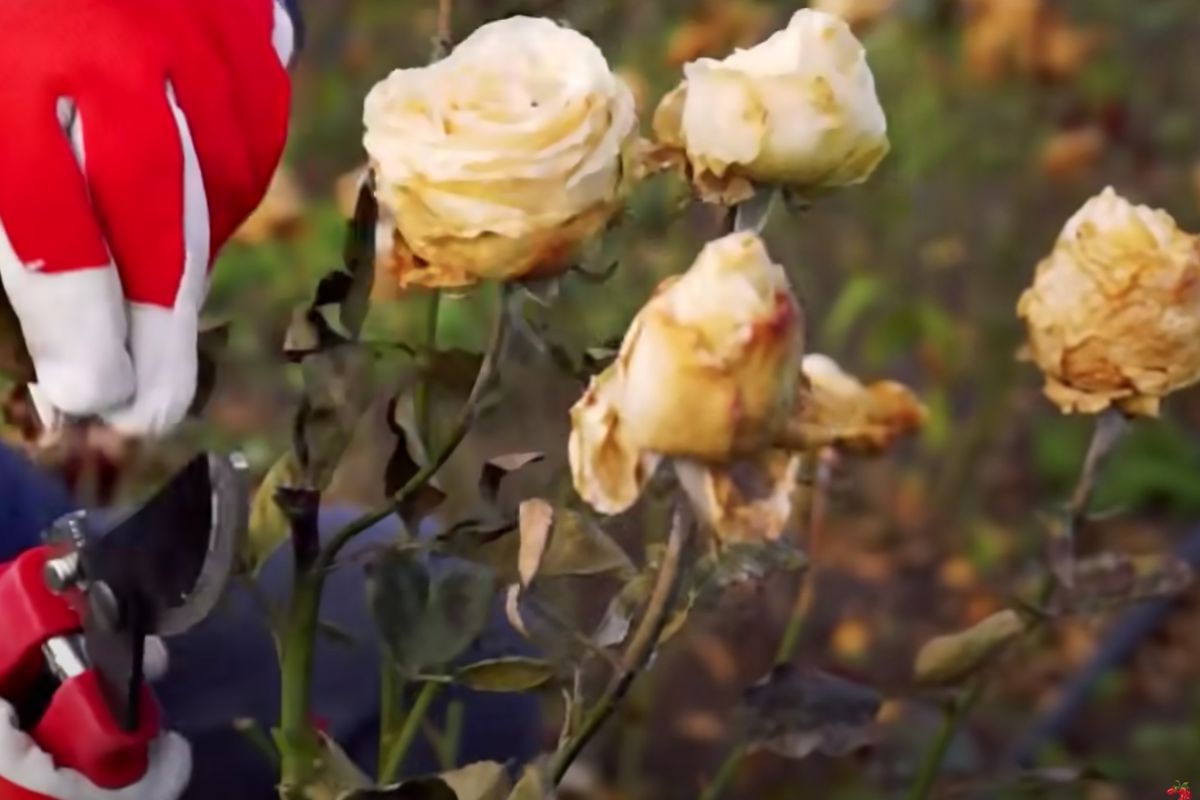 Как правильно обрезать и укрыть розы на зиму: советы для начинающих садоводов