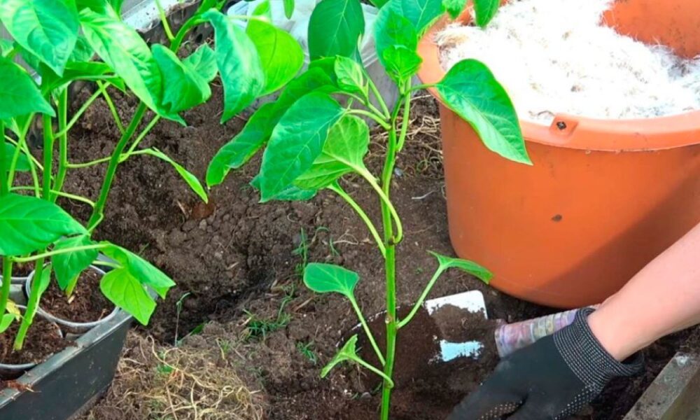 Как вырастить богатый урожай перца: секреты опытных хозяек