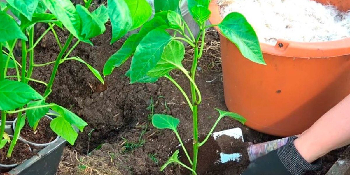 Как вырастить богатый урожай перца: секреты опытных хозяек