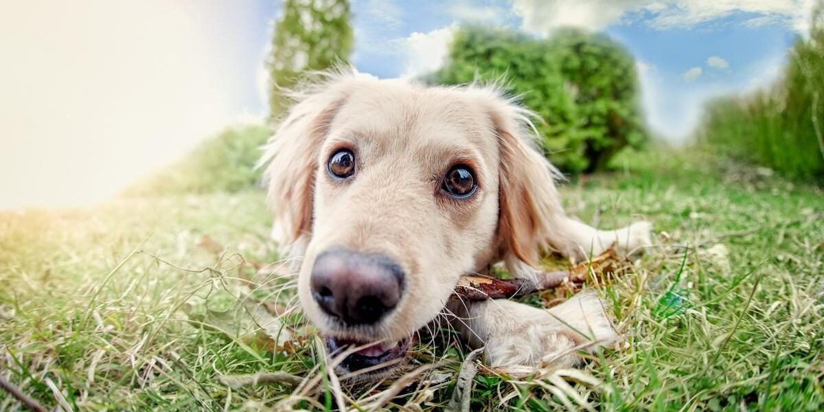 Как выбрать идеальное имя для собаки: советы и рекомендации хозяйкам