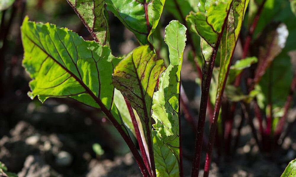 Как вырастить сладкую и вкусную свеклу: советы хозяйкам