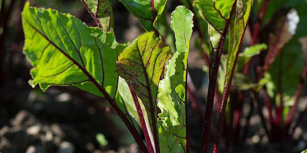 Как вырастить сладкую и вкусную свеклу: советы хозяйкам