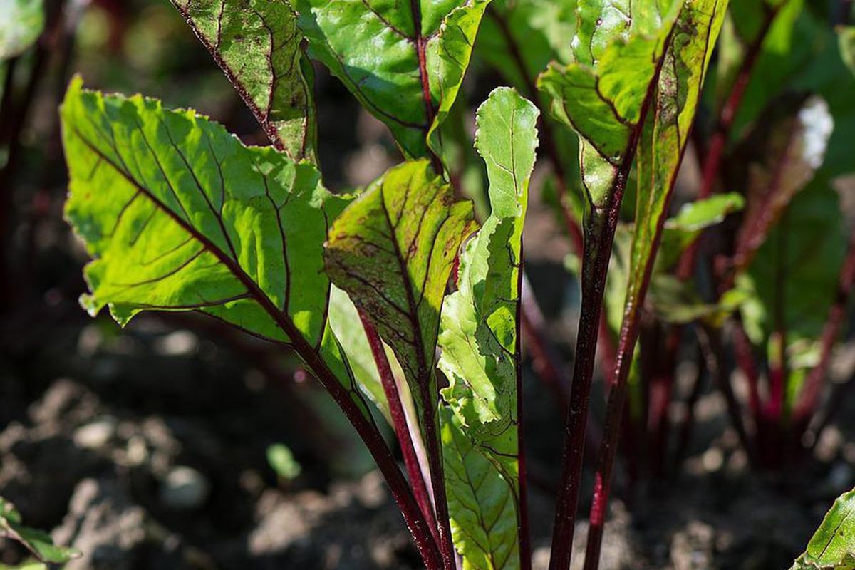 Как вырастить сладкую и вкусную свеклу: советы хозяйкам