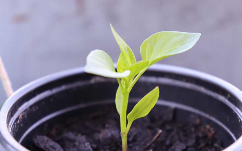Лунный календарь пикировки перца на февраль: советы для хозяйки