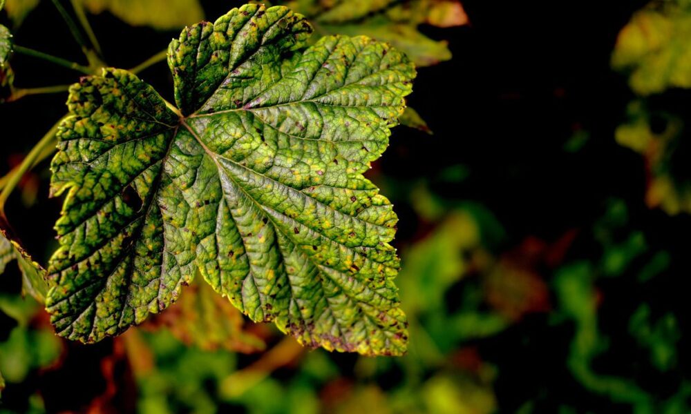 Крахмал как удобрение для смородины: секреты осенней подкормки для богатого урожая