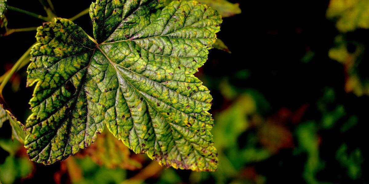 Крахмал как удобрение для смородины: секреты осенней подкормки для богатого урожая