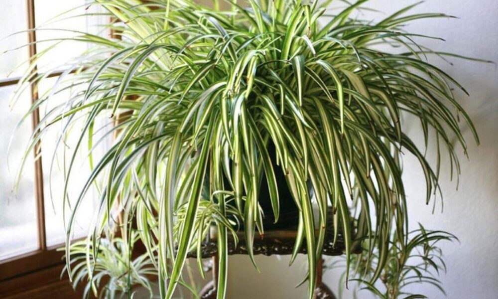 Хлорофитум дома: польза и секреты выращивания для каждой хозяйки