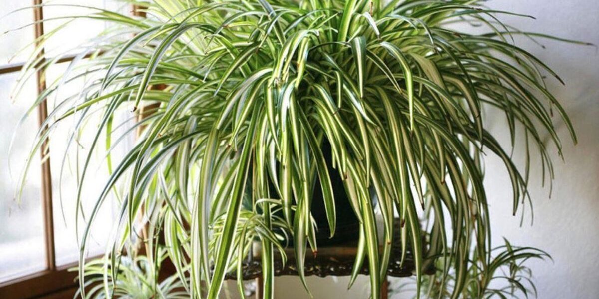 Хлорофитум дома: польза и секреты выращивания для каждой хозяйки