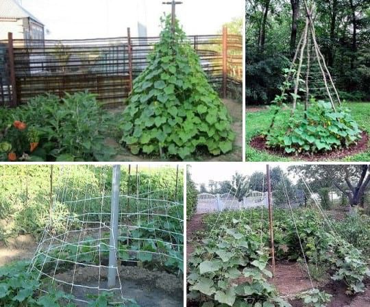 Секреты богатого урожая: пирамида для огурцов своими руками